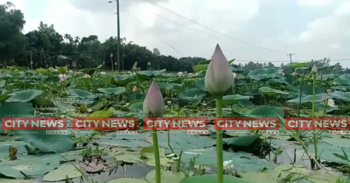 পদ্মবিলের অপরূপ সৌন্দর্য উপভোগ করতে ছুটছেন দর্শনার্থীরা