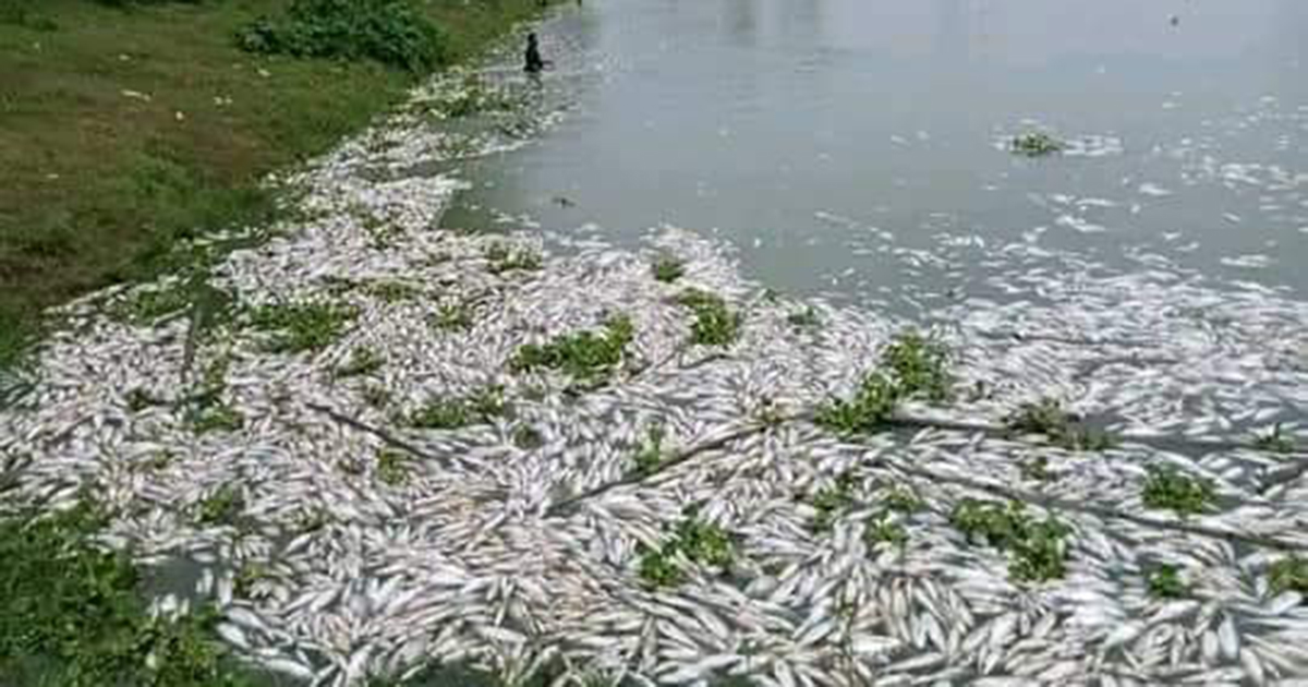 গোবিন্দগঞ্জে পুকুরে বিষ প্রয়োগে ২৫ লাক্ষাধিক টাকার মাছ নিধন