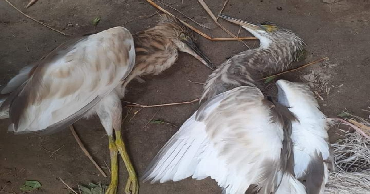 ধোবাউড়ায় অবাধে পাখি শিকার