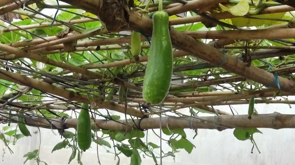 ইটভাটায় সবুজের সমারোহ