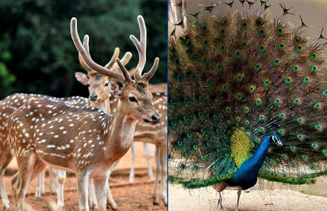 জাতীয় চিড়িয়াখানায় বিক্রি হচ্ছে হরিণ ও ময়ূর