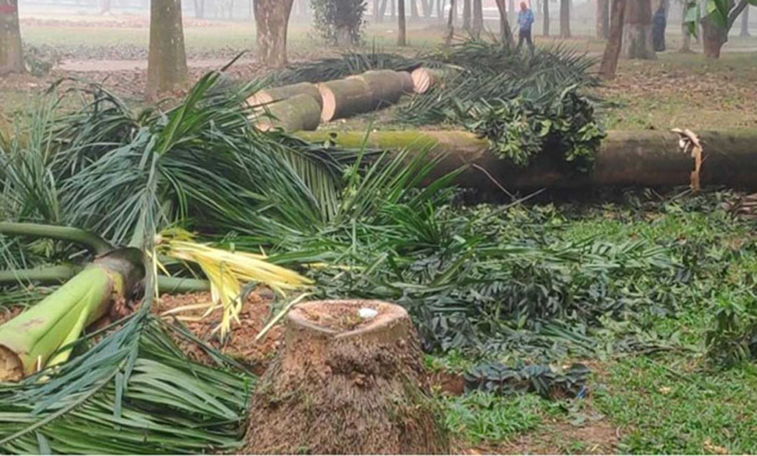 কাটা হচ্ছে সোহরাওয়ার্দী উদ্যানের গাছ!