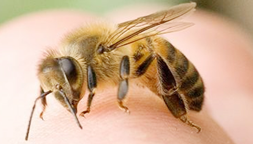 করোনা শনাক্ত করবে মৌমাছি