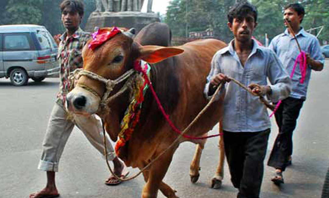 করোনায় ৩৫ লাখ কোরবানির পশু অবিক্রিত থাকার আশঙ্কা