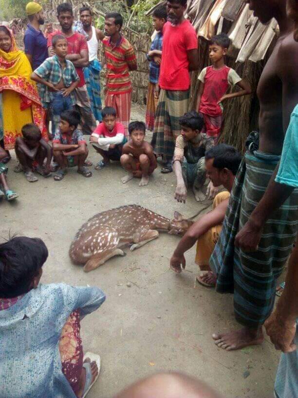 লোকালয়ে হরিণ, বন বিভাগের কাছে হস্তান্তর