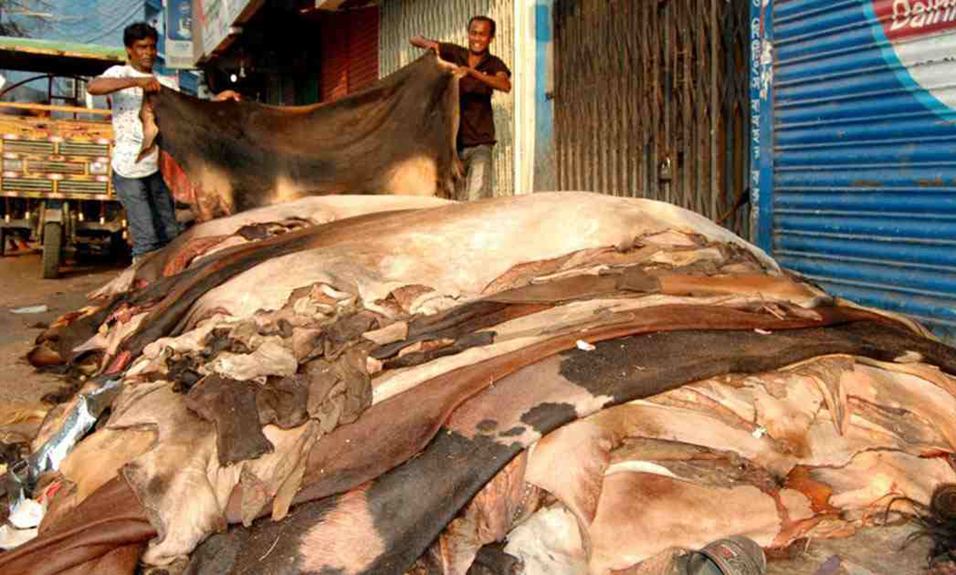 মন্দা কাটিয়ে চামড়ার দাম বাড়ছে