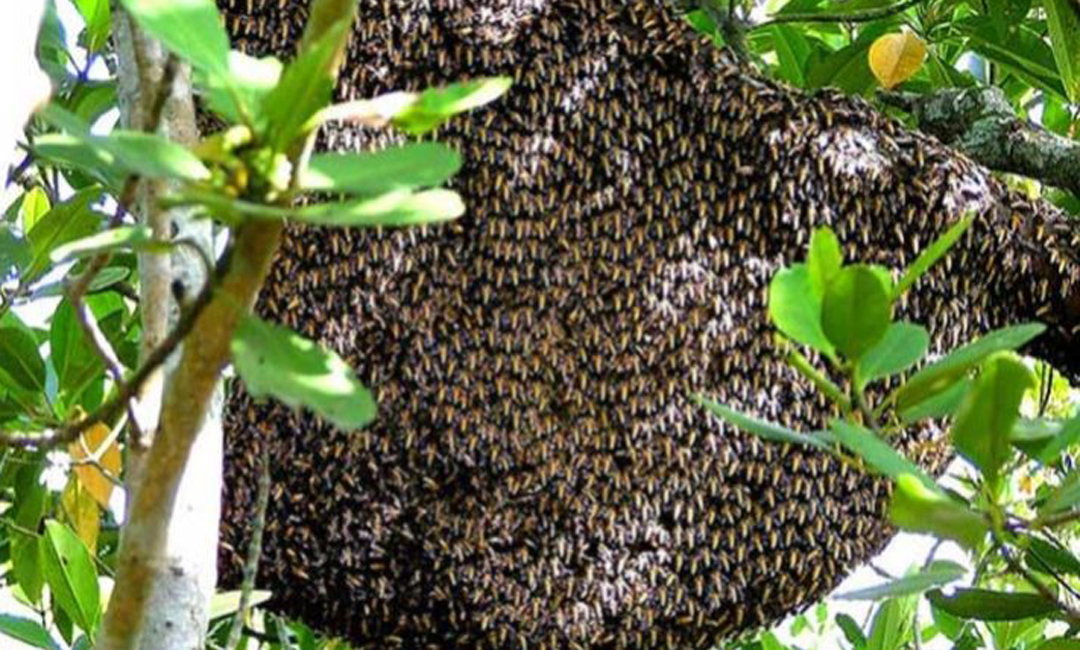 মৌমাছির কামড়ে প্রাণ গেল স্বামী-স্ত্রীর