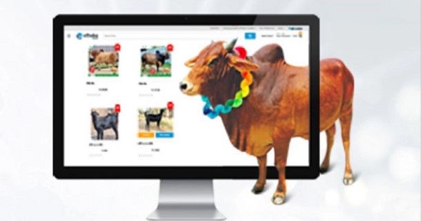 অনলাইনে ১৫ দিনে ১৮৩৩ কোটি টাকার পশু বিক্রী