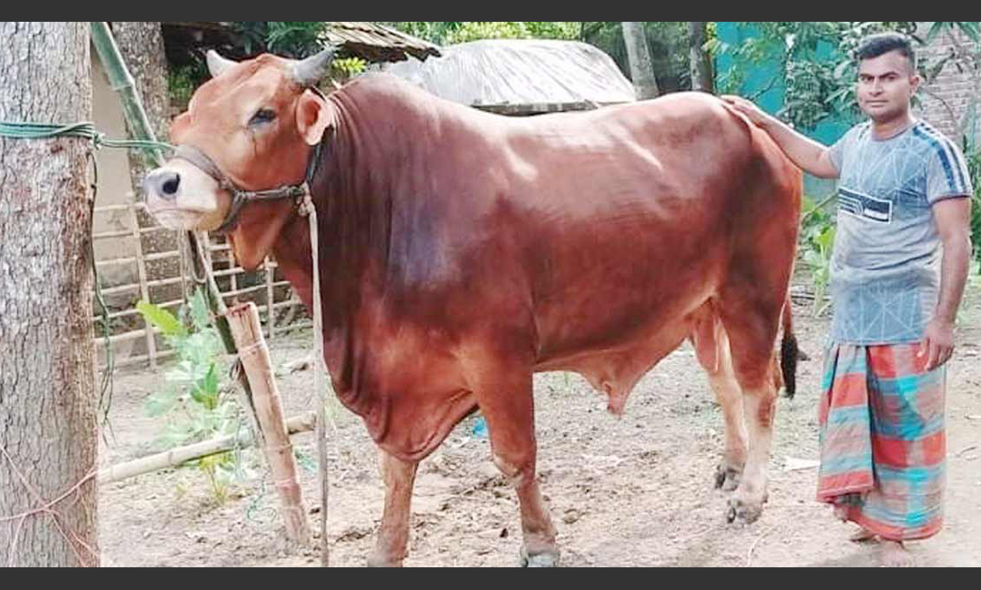 পদ্মাসেতুর জন্য প্রধানমন্ত্রীকে উপহার দিতে চান যশোরের সাইফ