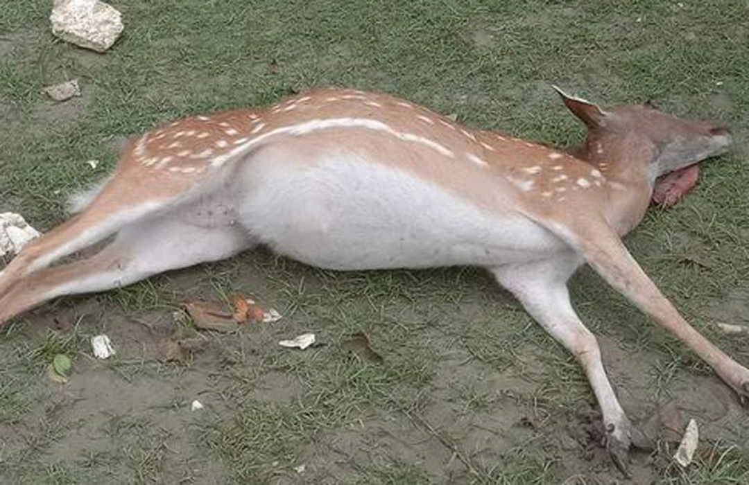 ইয়াস : পূর্ব সুন্দরবনে ক্ষতি ৬০ লাখ, ৪ হরিণের মৃত্যু