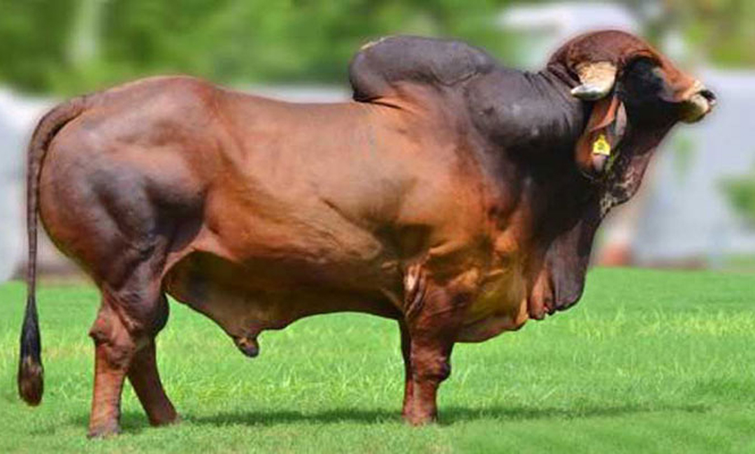 সকল মোটাতাজা গরুর মাংস ক্ষতিকর নয় : অভিমত প্রাণিস্বাস্থ্য বিশেষজ্ঞদের