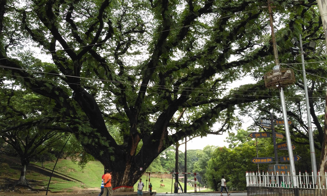 শতবর্ষী গাছ কেটে হাসপাতাল নির্মাণ বন্ধে লিগ্যাল নোটিশ