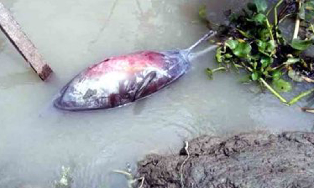 সুন্দরবনে একটি মৃত ডলফিন উদ্ধার