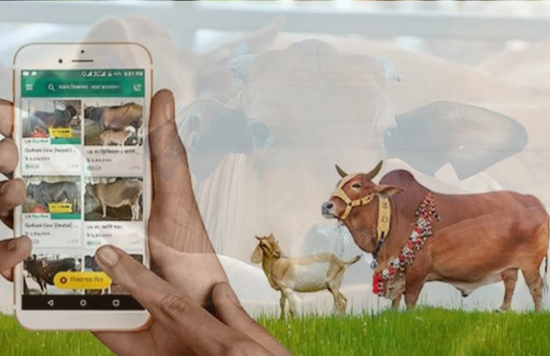 পশু বিক্রিতে অনলাইনে জোর দিচ্ছে সরকার