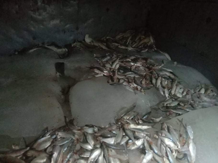 ভোলায় মাছসহ দুটি সামু‌দ্রিক বোট জব্দ