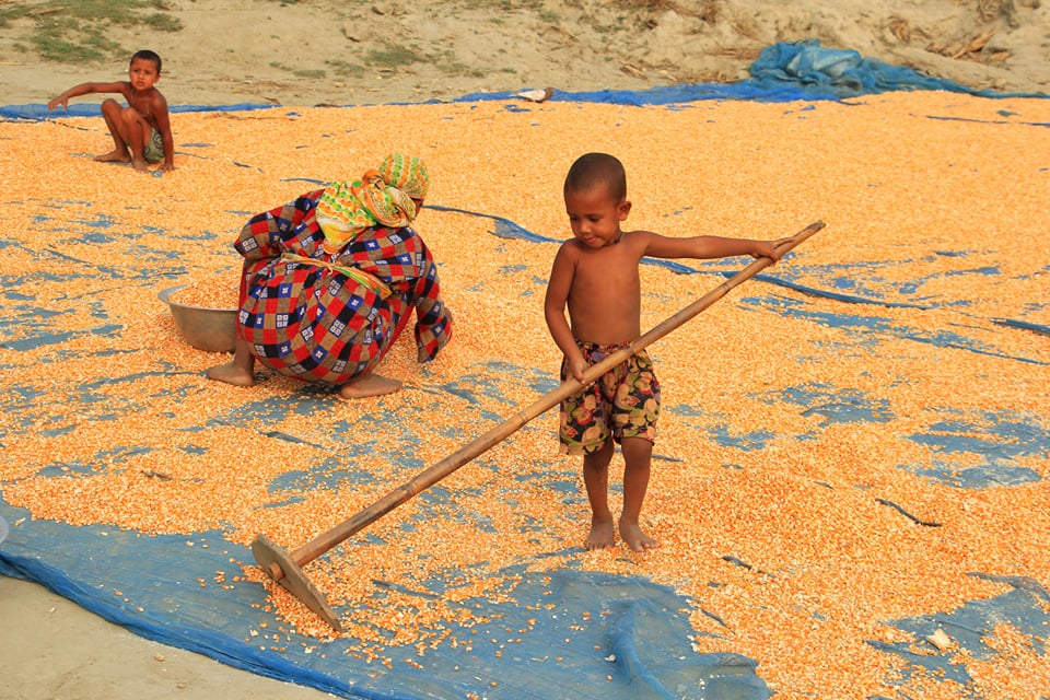ভুট্টাই যেন কৃষকের প্রাণ!