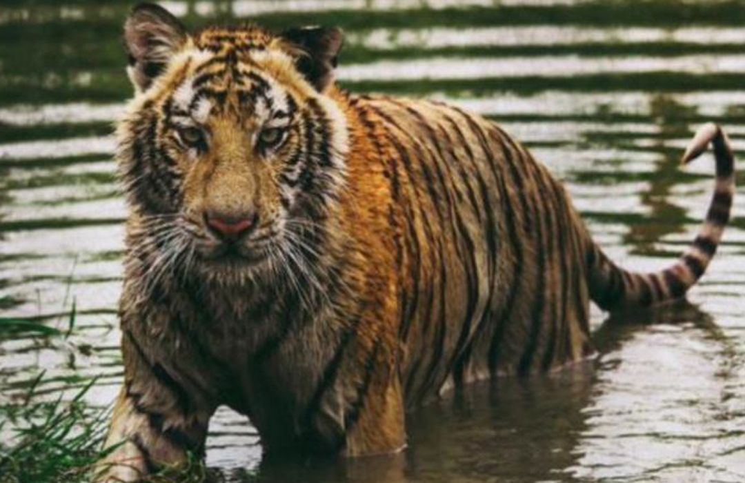 ইয়াসের আঘাতে সুন্দরবন থেকে লোকালয়ে বাঘ!