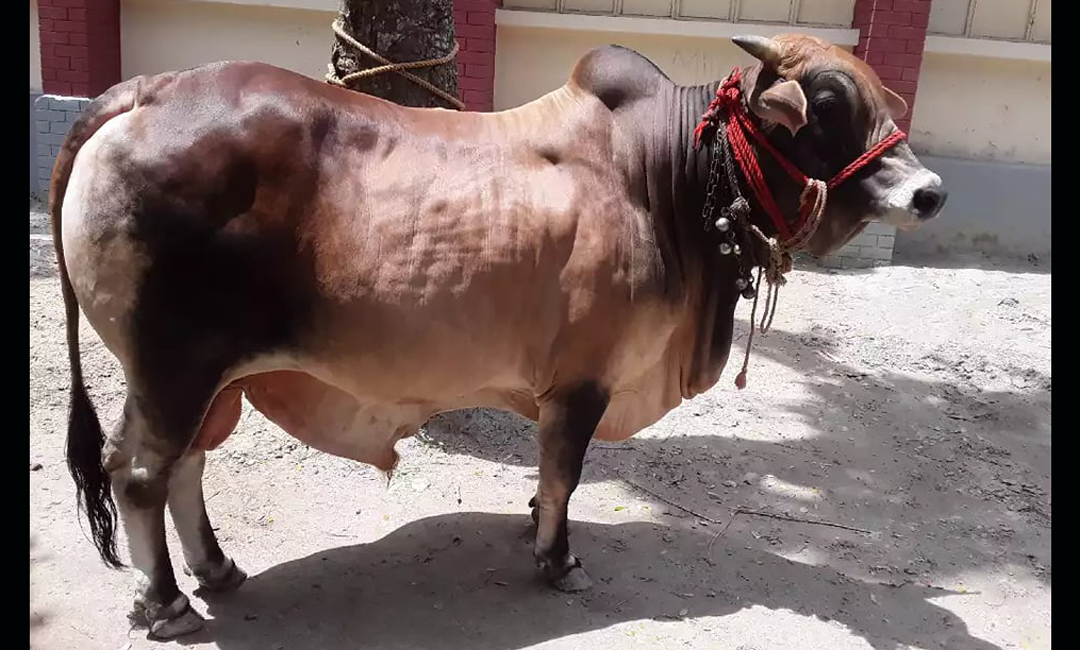 যে ভাবে  ভালো গরু চিনবেন
