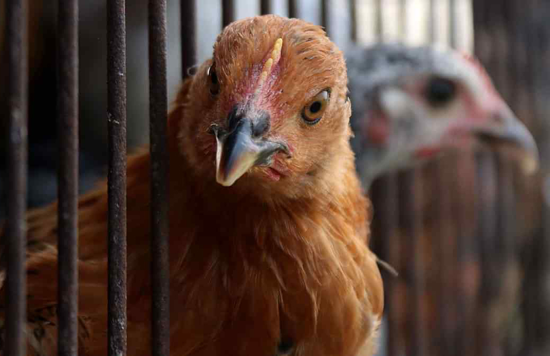 যুক্তরাষ্ট্রে ব্যাকটেরিয়ার প্রাদুর্ভাব, হাঁস-মুরগিকে চুমু খেতে মানা